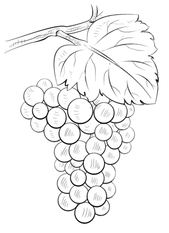 Brunch Of Grapes Coloring Page